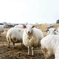 Røros Tweed Lammwolldecke Bauhausstil Rot Hot