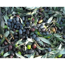 Olio Roi Ligurisches Olivenöl „Carte Noire“ DOP Outlet