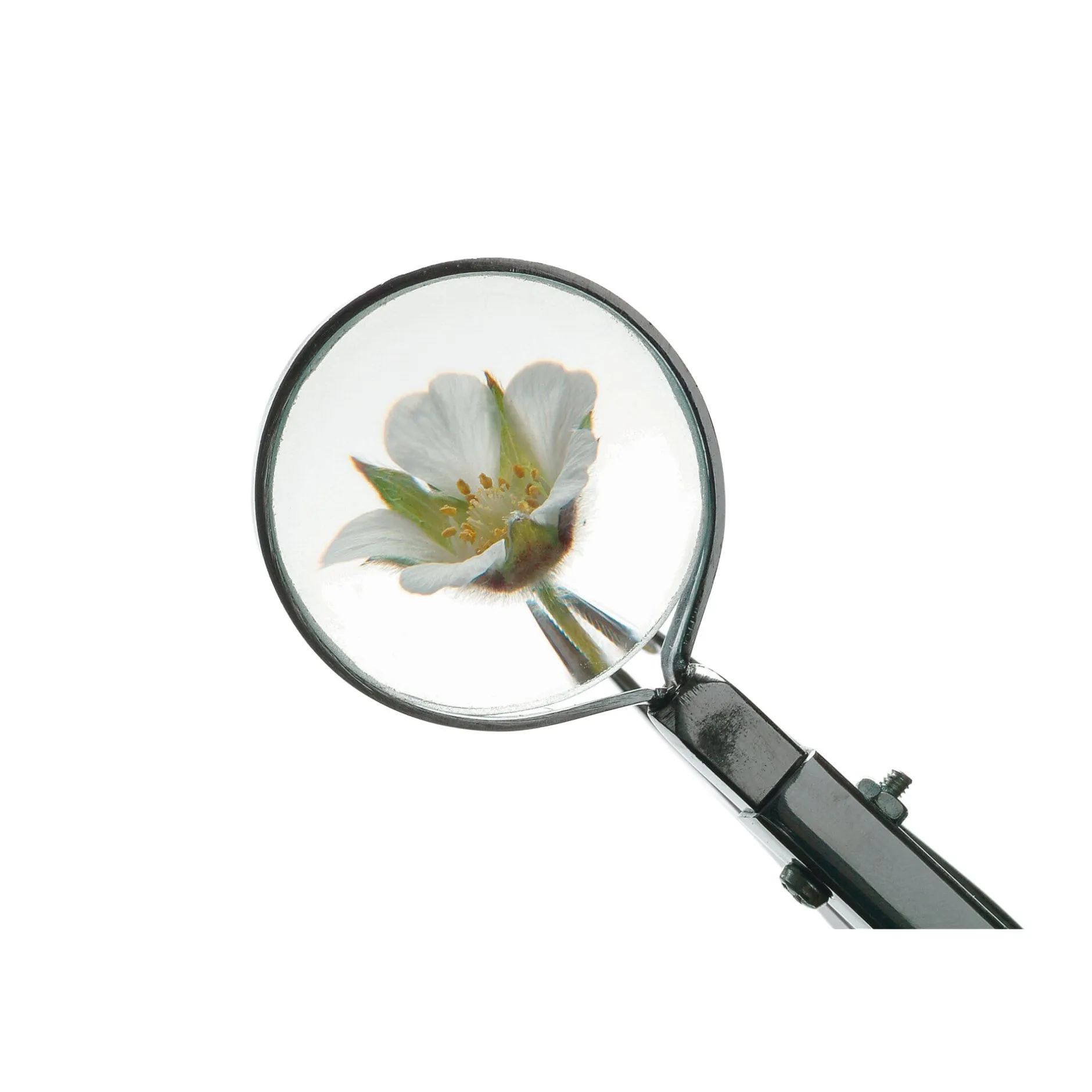 W. Kretzer Lupenpinzette Edelstahl