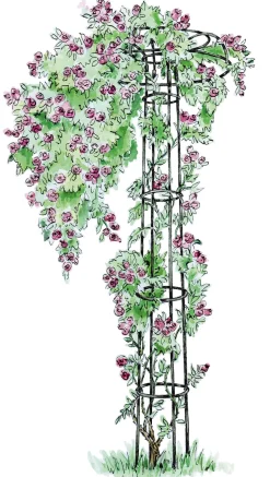 Manufactum Rosenschirm Stahl Best