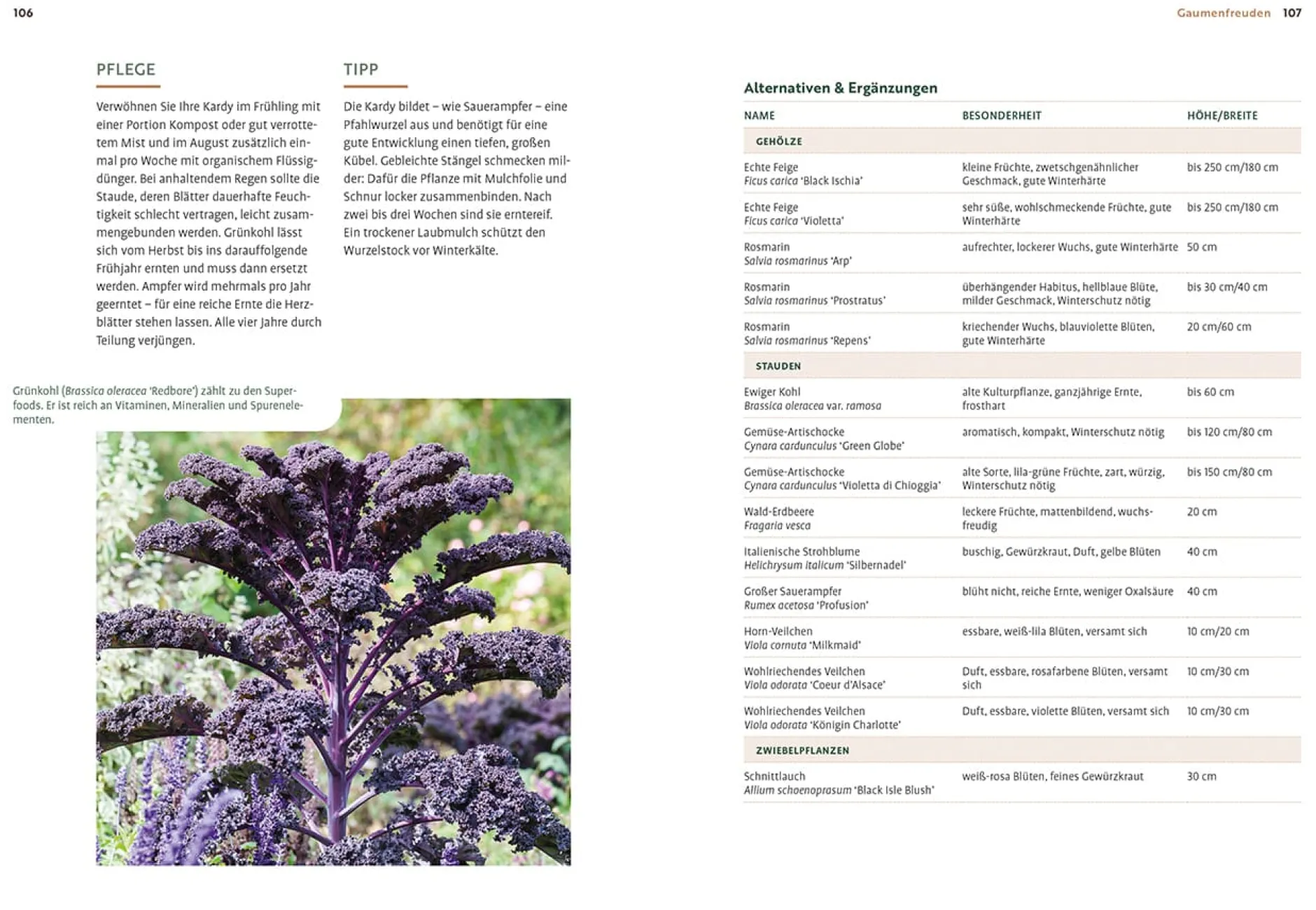 Ulmer Verlag Mein Garten wächst im Topf Clearance