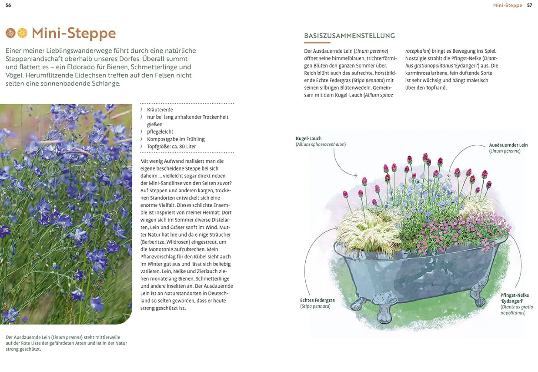 Ulmer Verlag Mein Garten wächst im Topf Clearance