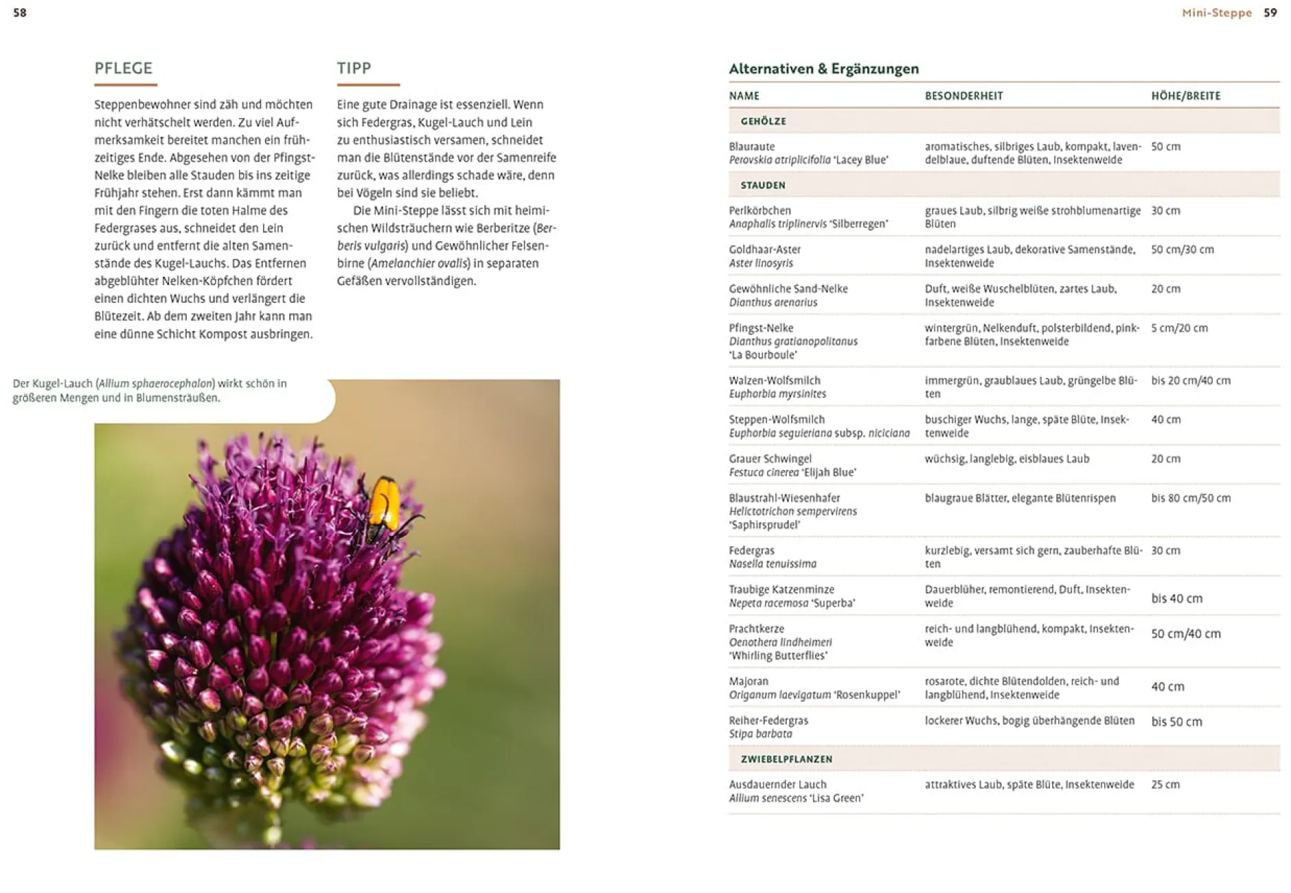 Ulmer Verlag Mein Garten wächst im Topf Clearance