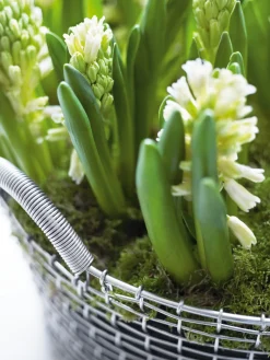 Korbo Metallkorb Hot