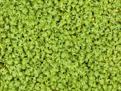Heimgart Microgreens Bio-Saatpad Discount
