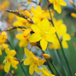 Nijssen Tuin & Bulbs Montbretie Columbus