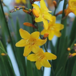 Nijssen Tuin & Bulbs Montbretie Columbus