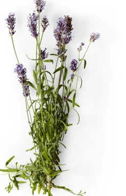 Soeder Nachfüller zu Naturseife Outlet