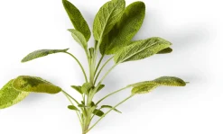 Soeder Nachfüller zu Naturseife Outlet