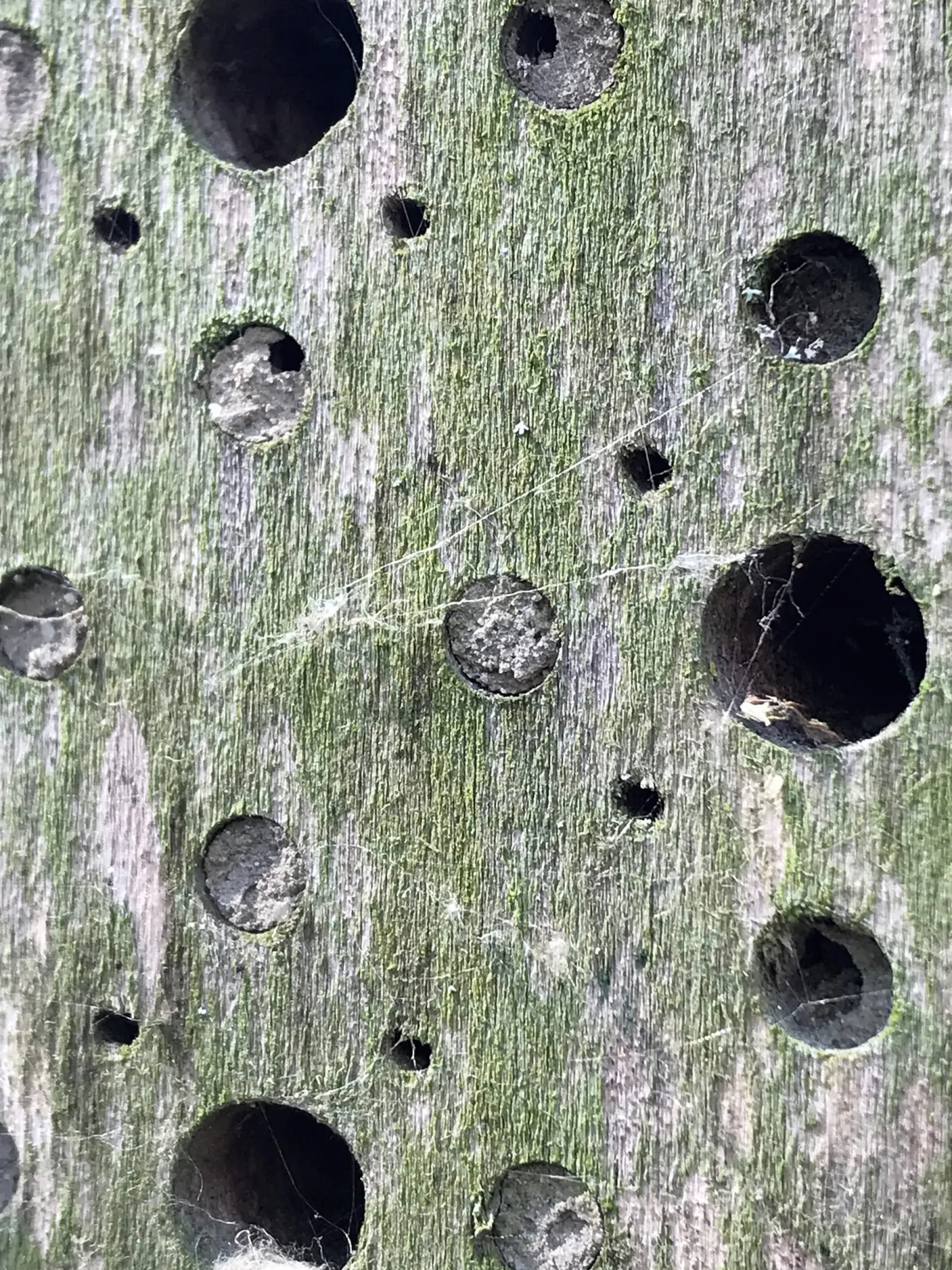 SIDE BY SIDE Nisthilfe Bienenhotel Bee's Inn Discount