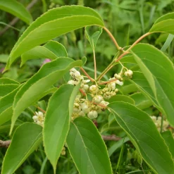 Martin Müller Baumschulen Obstgehölz 'Bayern-Kiwi' (1 Paar) Discount