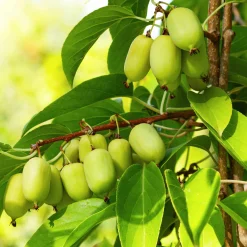 Martin Müller Baumschulen Obstgehölz 'Bayern-Kiwi' (1 Paar) Discount