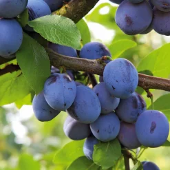 Martin Müller Baumschulen Obstgehölz 'Bühler Frühzwetsche' Best