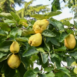 Martin Müller Baumschulen Obstgehölz Birnenquitte 'Meisterquitte' Clearance
