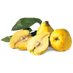 Martin Müller Baumschulen Obstgehölz Birnenquitte 'Meisterquitte' Clearance