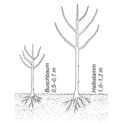 Martin Müller Baumschulen Obstgehölz Birnenquitte 'Meisterquitte' Clearance
