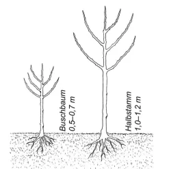 Martin Müller Baumschulen Obstgehölz 'Konstantinopeler Apfelquitte' New