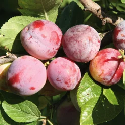 Manufactum Obstgehölz 'Löhrpflaume' Best