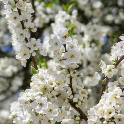 Martin Müller Baumschulen Obstgehölz 'Mirabelle von Metz' Discount