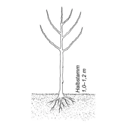 Martin Müller Baumschulen Obstgehölz 'Mirabelle von Metz' Discount