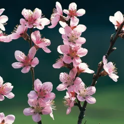 Manufactum Obstgehölz Pfirsich 'Anneliese Rudolph' Sale