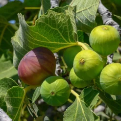 Martin Müller Baumschulen Obstgehölz 'Pfälzer Fruchtfeige' Hot