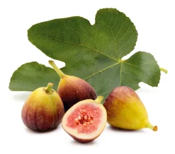 Martin Müller Baumschulen Obstgehölz 'Pfälzer Fruchtfeige' Hot