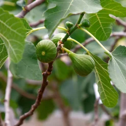 Martin Müller Baumschulen Obstgehölz 'Pfälzer Fruchtfeige' Hot