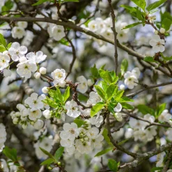 Martin Müller Baumschulen Obstgehölz 'Reneklode aus Oullins'