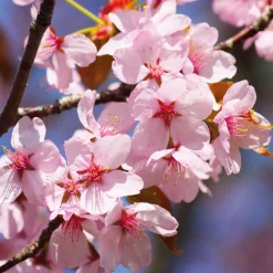 Manufactum Obstgehölz 'Roter Weinbergpfirsich' Best