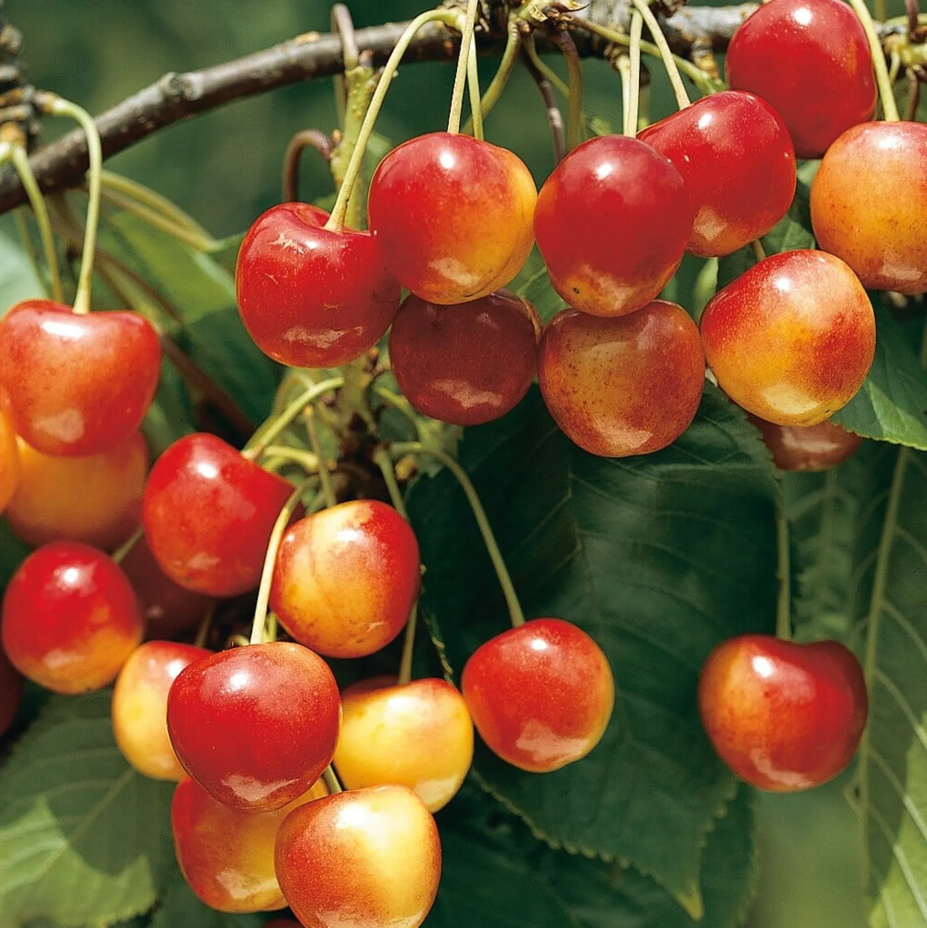 Manufactum Obstgehölz Süßkirsche (2 Sorten) Best