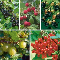 Martin Müller Baumschulen Obstgehölz Strauchpaket Beerenobst Discount