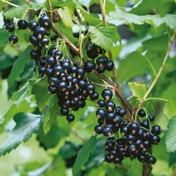 Martin Müller Baumschulen Obstgehölz Strauchpaket Beerenobst Discount