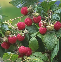 Martin Müller Baumschulen Obstgehölz Strauchpaket Beerenobst Discount