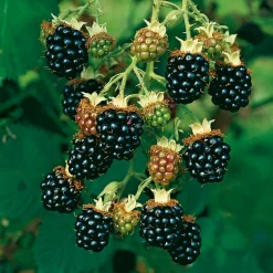 Martin Müller Baumschulen Obstgehölz Strauchpaket Beerenobst Discount