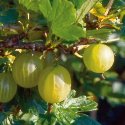 Martin Müller Baumschulen Obstgehölz Strauchpaket Beerenobst Discount