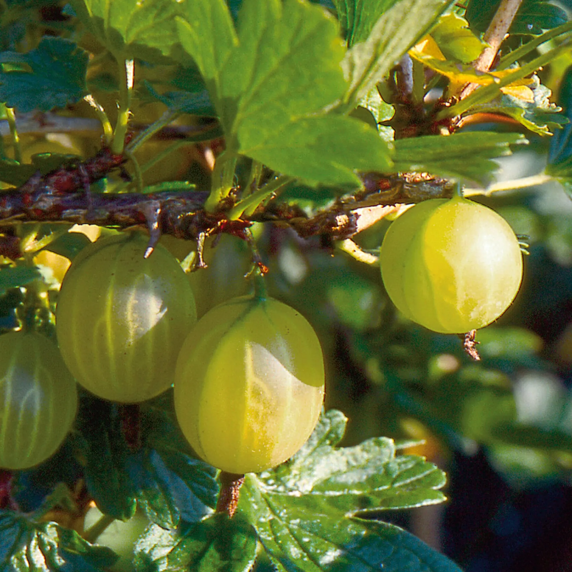 Martin Müller Baumschulen Obstgehölz Strauchpaket Beerenobst Discount