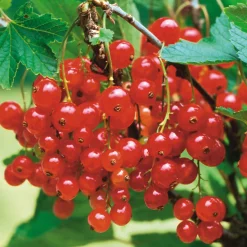 Martin Müller Baumschulen Obstgehölz Strauchpaket Beerenobst Discount