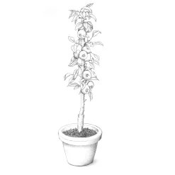 Martin Müller Baumschulen Obstgehölz Säulenapfel 'Black McIntosh' Best