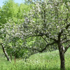 Martin Müller Baumschulen Obstgehölz Säulenapfel 'Black McIntosh' Best
