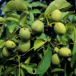 Manufactum Obstgehölz Walnuss 'Rote Donaunuss' Discount