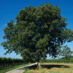 Manufactum Obstgehölz Walnuss 'Rote Donaunuss' Discount