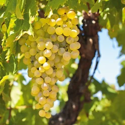 Martin Müller Baumschulen Obstgehölz Weinrebe 'Primus' Online