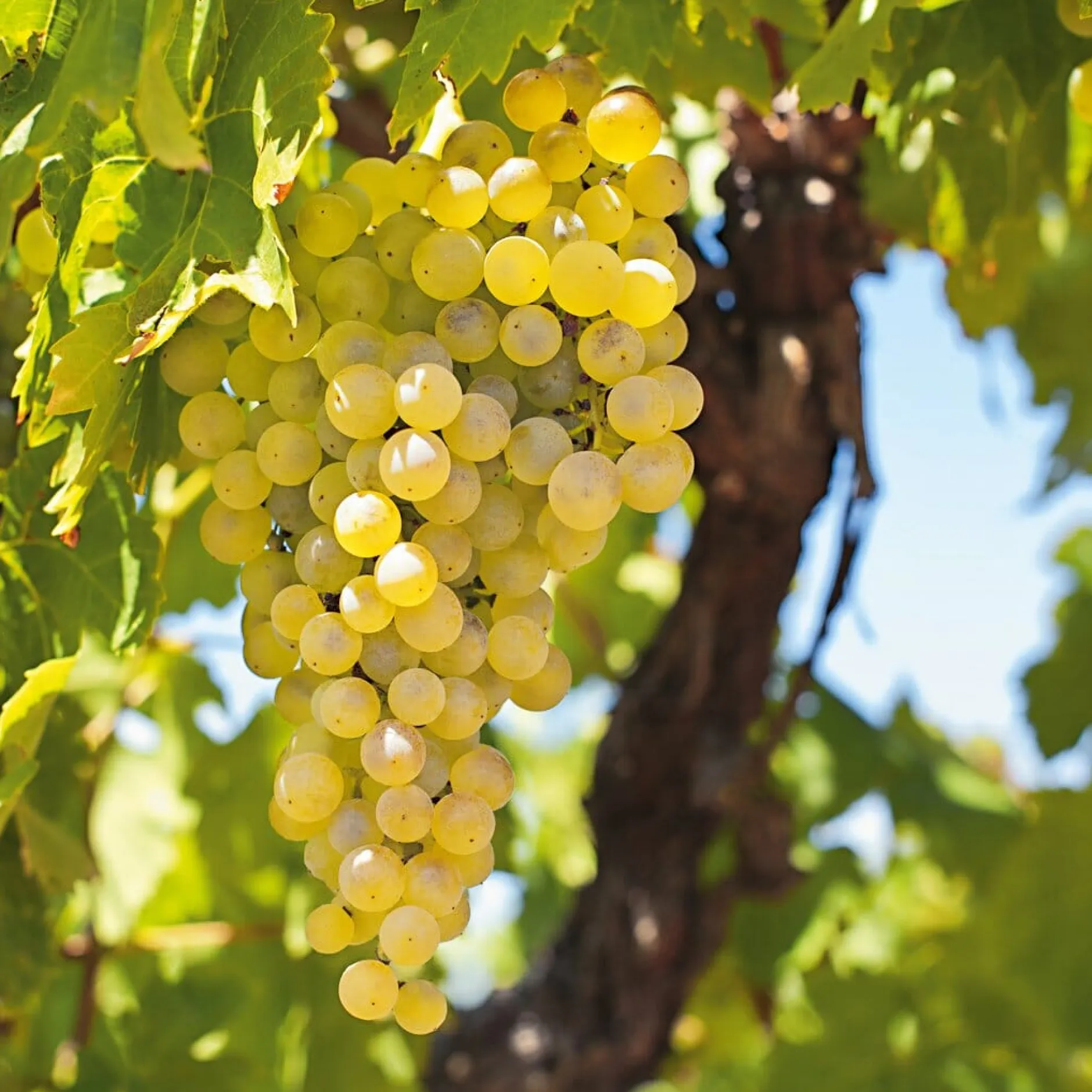 Martin Müller Baumschulen Obstgehölz Weinrebe 'Primus' Online