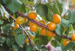 Manufactum Obstgehölz Wilde Marille Sale