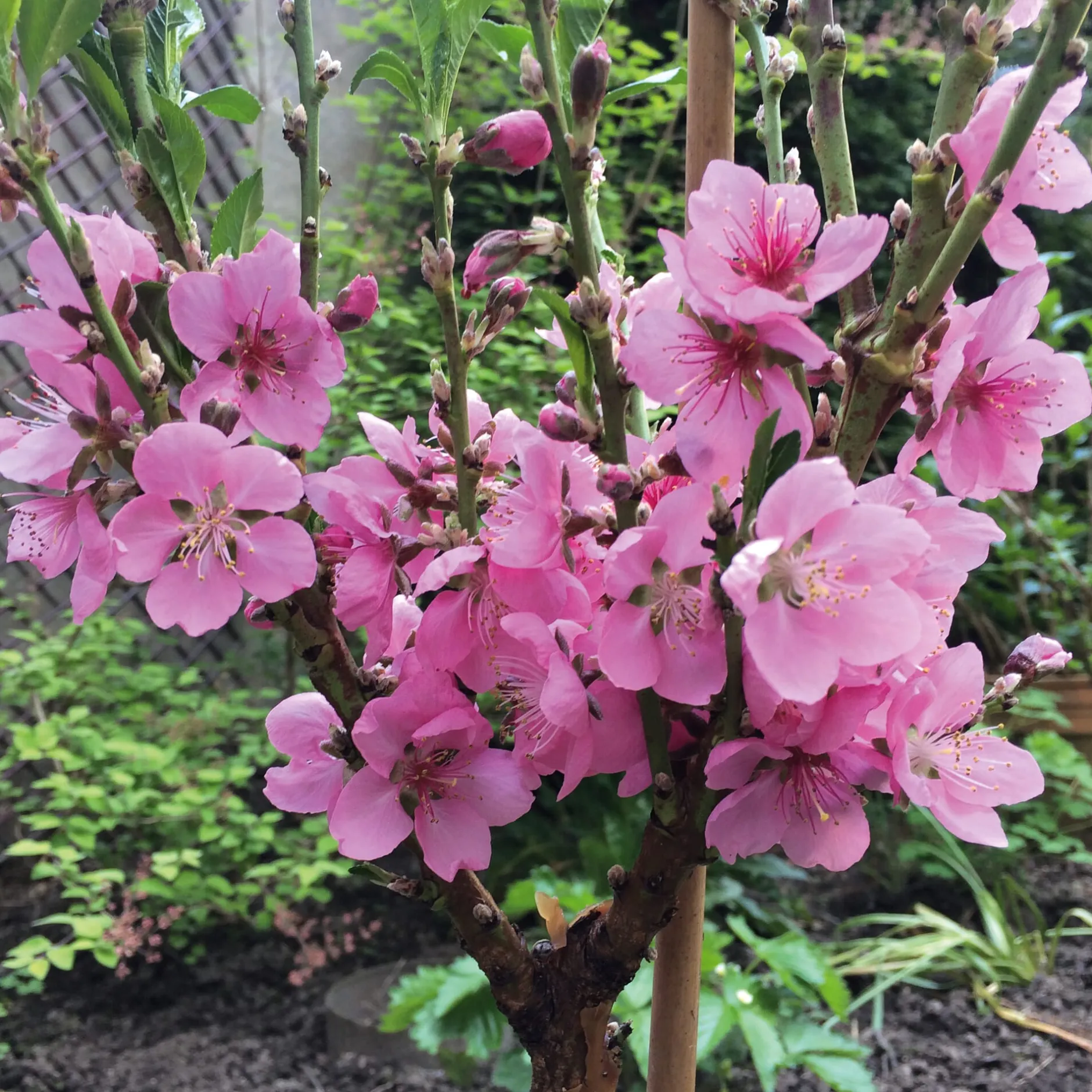 Martin Müller Baumschulen Obstgehölz Zwergnektarine 'Redgold'