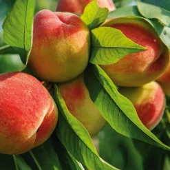 Martin Müller Baumschulen Obstgehölz Zwergpfirsich 'Bonanza' Discount