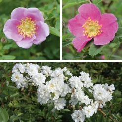 Rosenhof Schultheis Paket Bienenrosen 3 Stück New