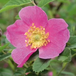 Rosenhof Schultheis Paket Bienenrosen 3 Stück New