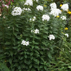 Harrod UK Pflanzenstütze variabel